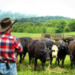 Farmer veteran James Webb of Conway Cattle Company