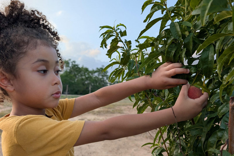 tristan with peach tree small