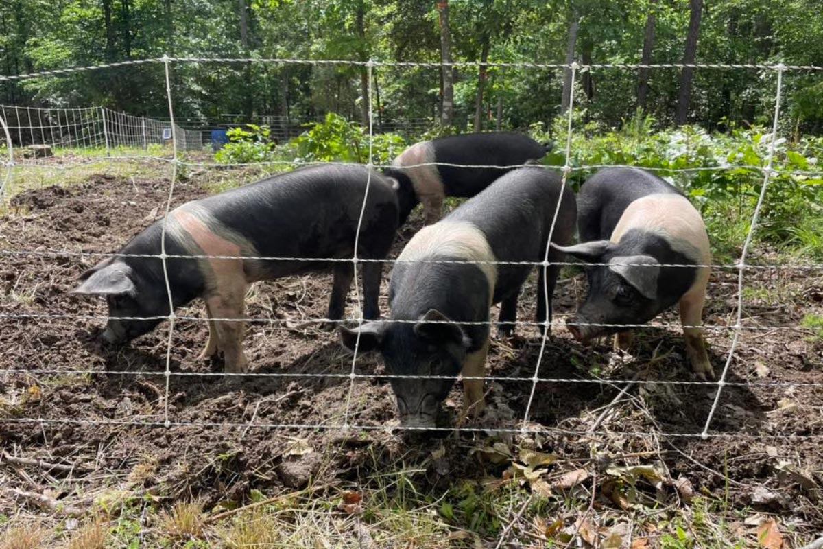 oz homestead pigs