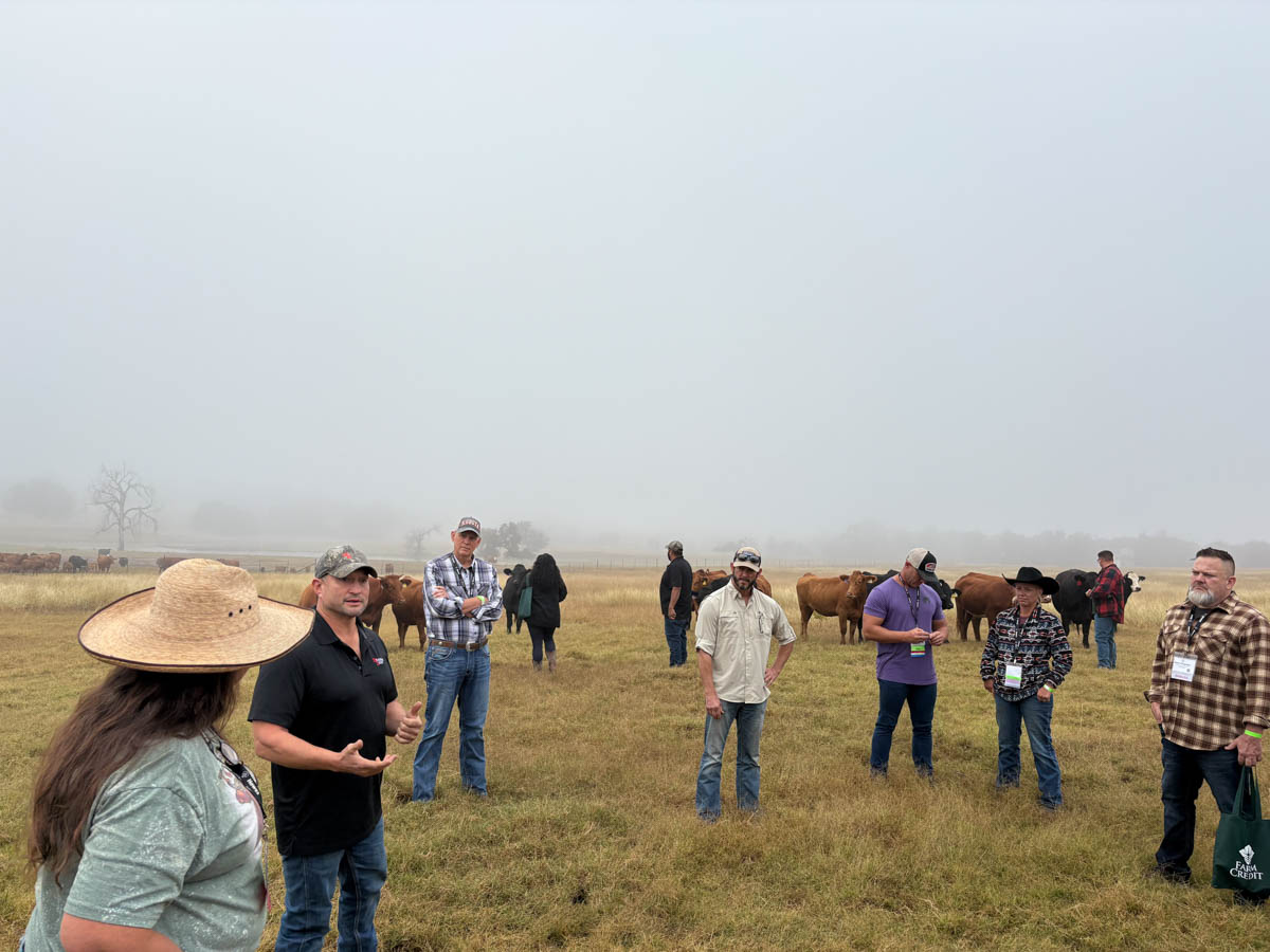 meadows beef farm tour