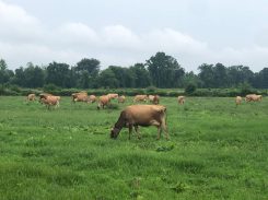 vpgroup cattle 850px